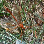 Enicospilus inflexus (Ratzeburg, 1844) (mâle)