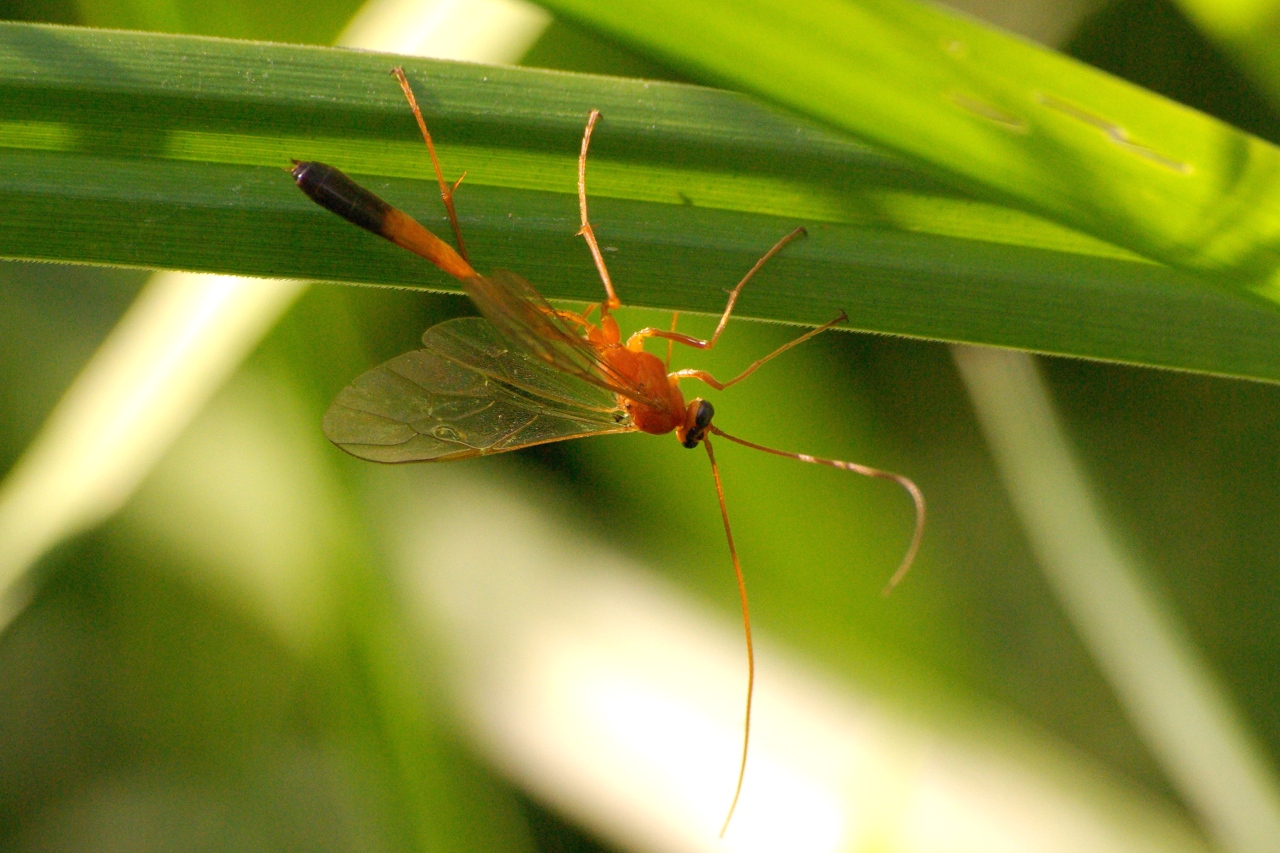 Enicospilus ramidulus (Linnaeus, 1758) - Ichneumon jaune à corselet noir (femelle)