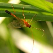 Enicospilus ramidulus (Linnaeus, 1758) - Ichneumon jaune à corselet noir (femelle)