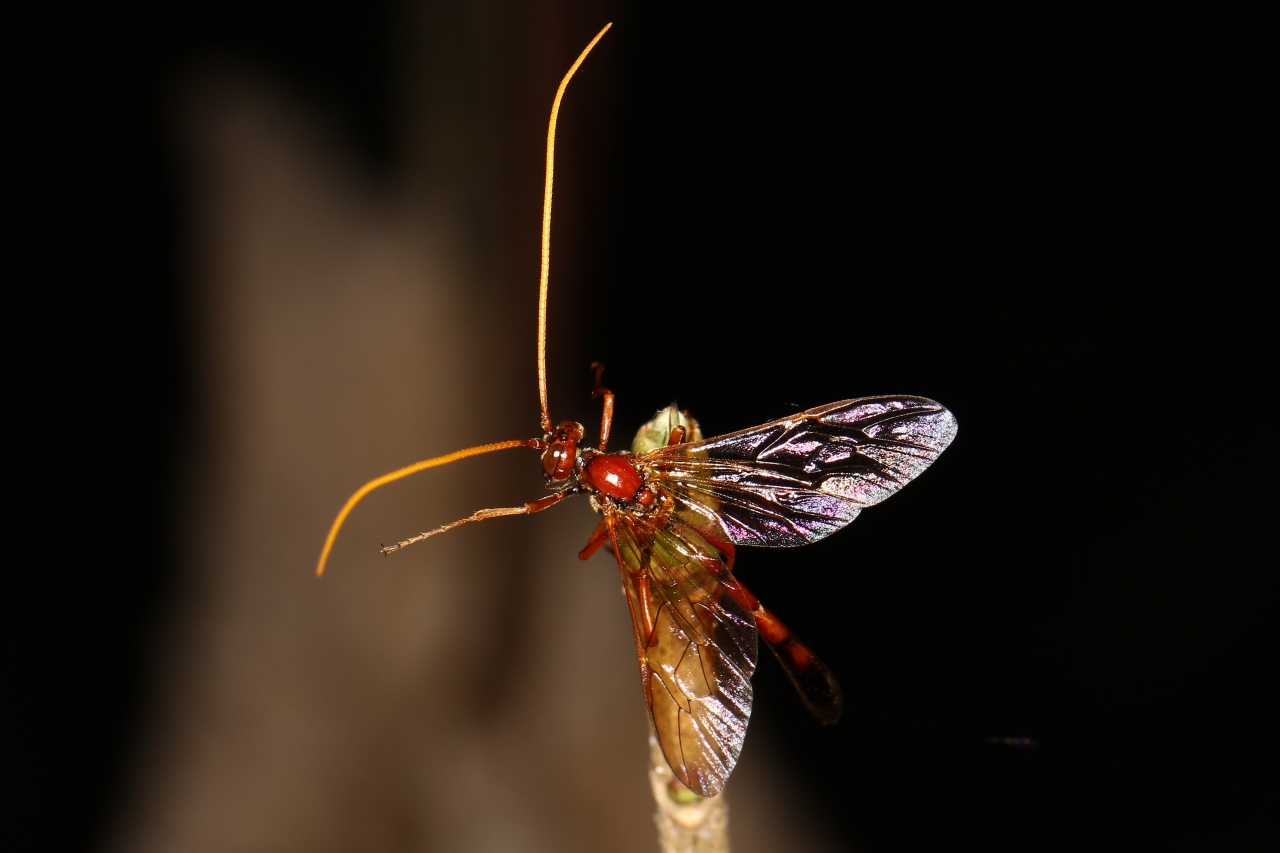 Eremotylus marginatus (Jurine, 1807)