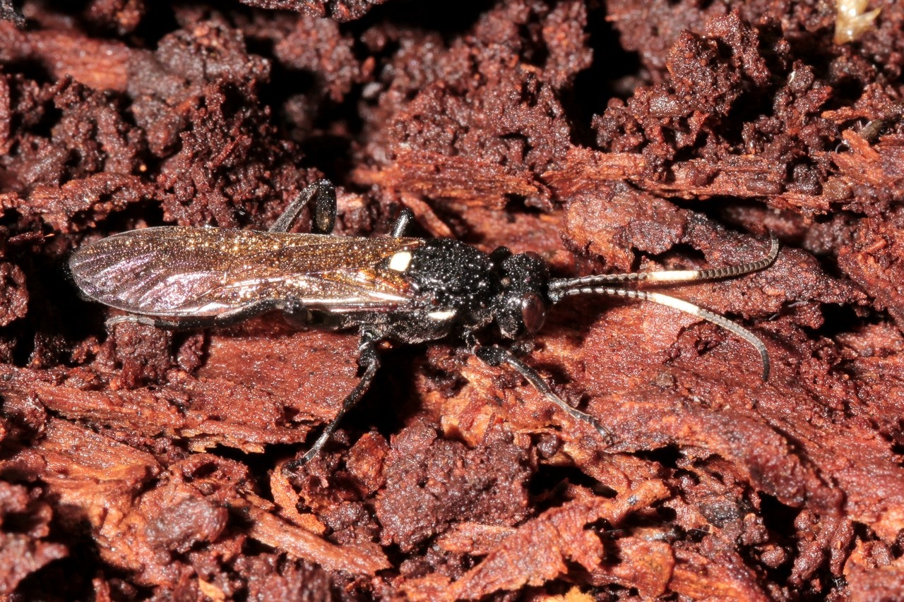 Ichneumon lugens Gravenhorst, 1829 (femelle) 