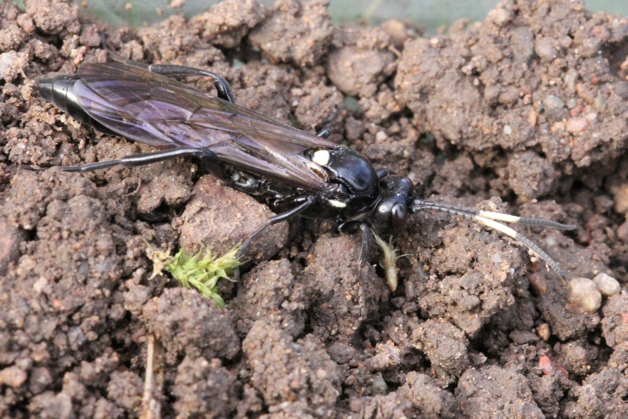 Ichneumon lugens Gravenhorst, 1829 (femelle) 