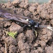 Ichneumon lugens Gravenhorst, 1829 (femelle) 