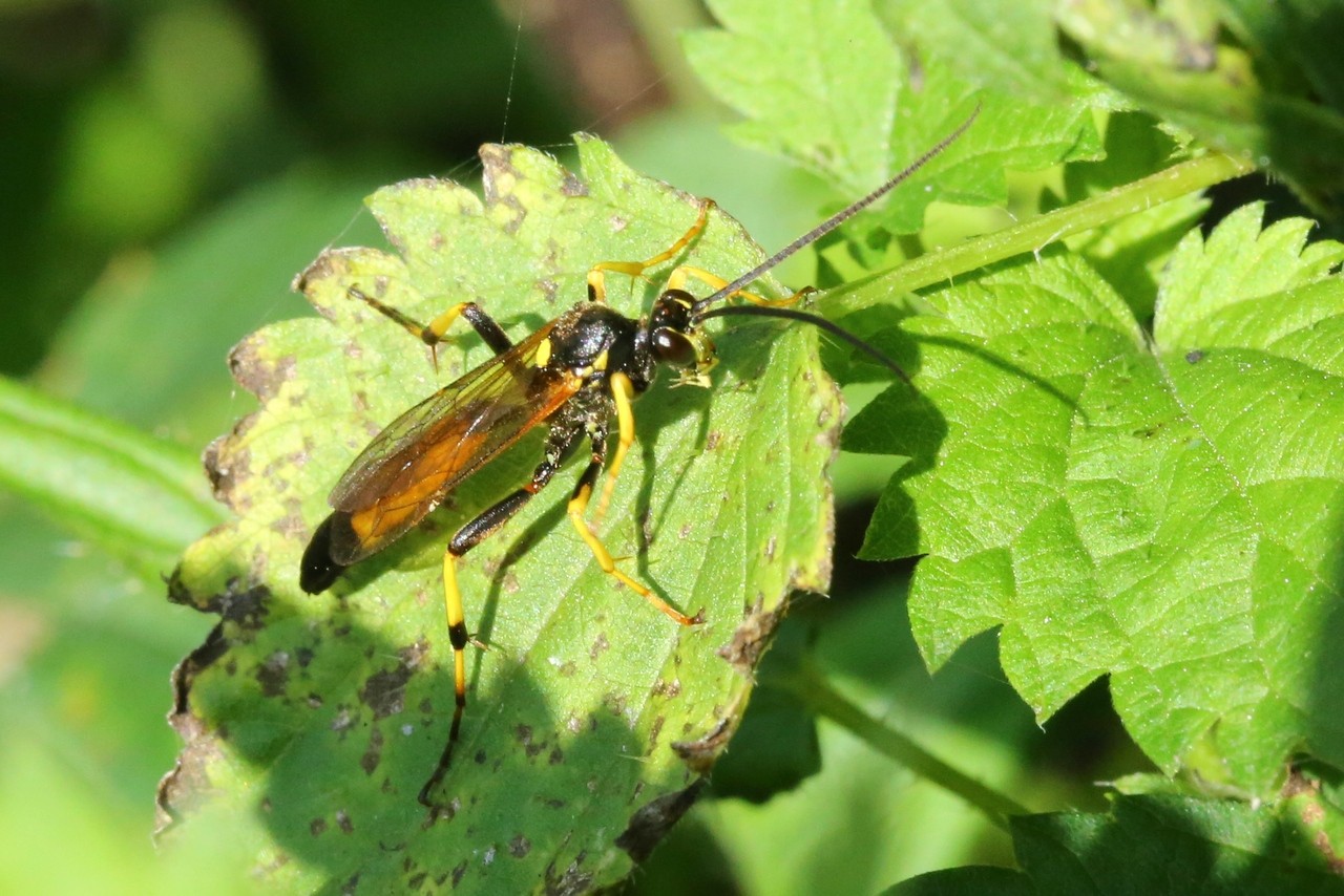 Ichneumon sp (mâle)