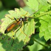 Ichneumon sp (mâle)