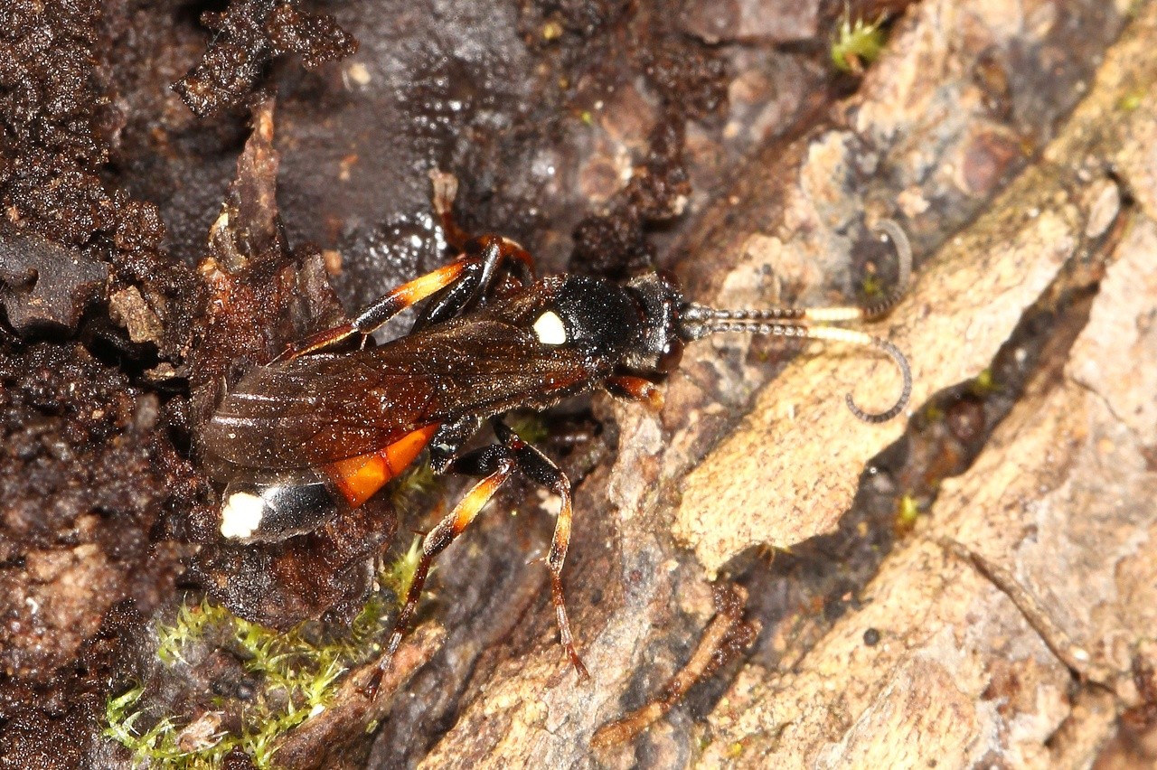 Ichneumon suspiciosus Wesmael, 1845 (sortie d'hivernation sous écorce)