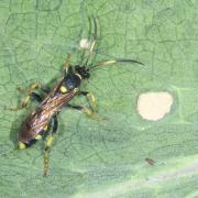 Ichneumon xanthorius Forster, 1771 (femelle)