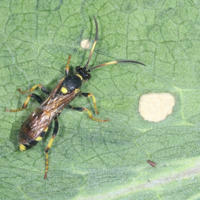 Ichneumon xanthorius Forster, 1771 (femelle)