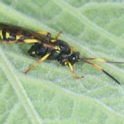 Ichneumon xanthorius Forster, 1771 (femelle) 