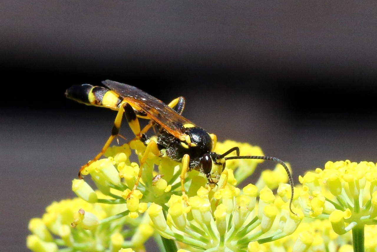 Ichneumon xanthorius Forster, 1771 (mâle)