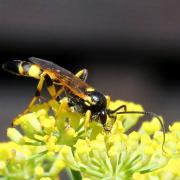 Ichneumon xanthorius Forster, 1771 (mâle)