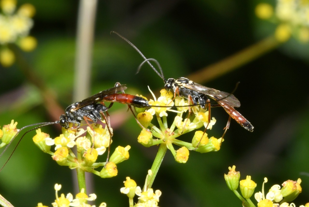 Lissonota cruentator (Panzer, 1809) (mâle + femelle)