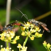 Lissonota cruentator (Panzer, 1809) (mâle + femelle)