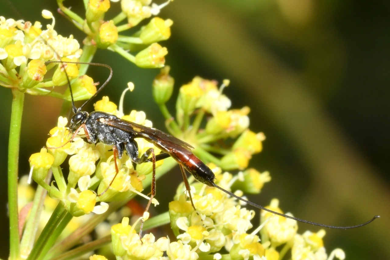 Lissonota cruentator (Panzer, 1809) (femelle)