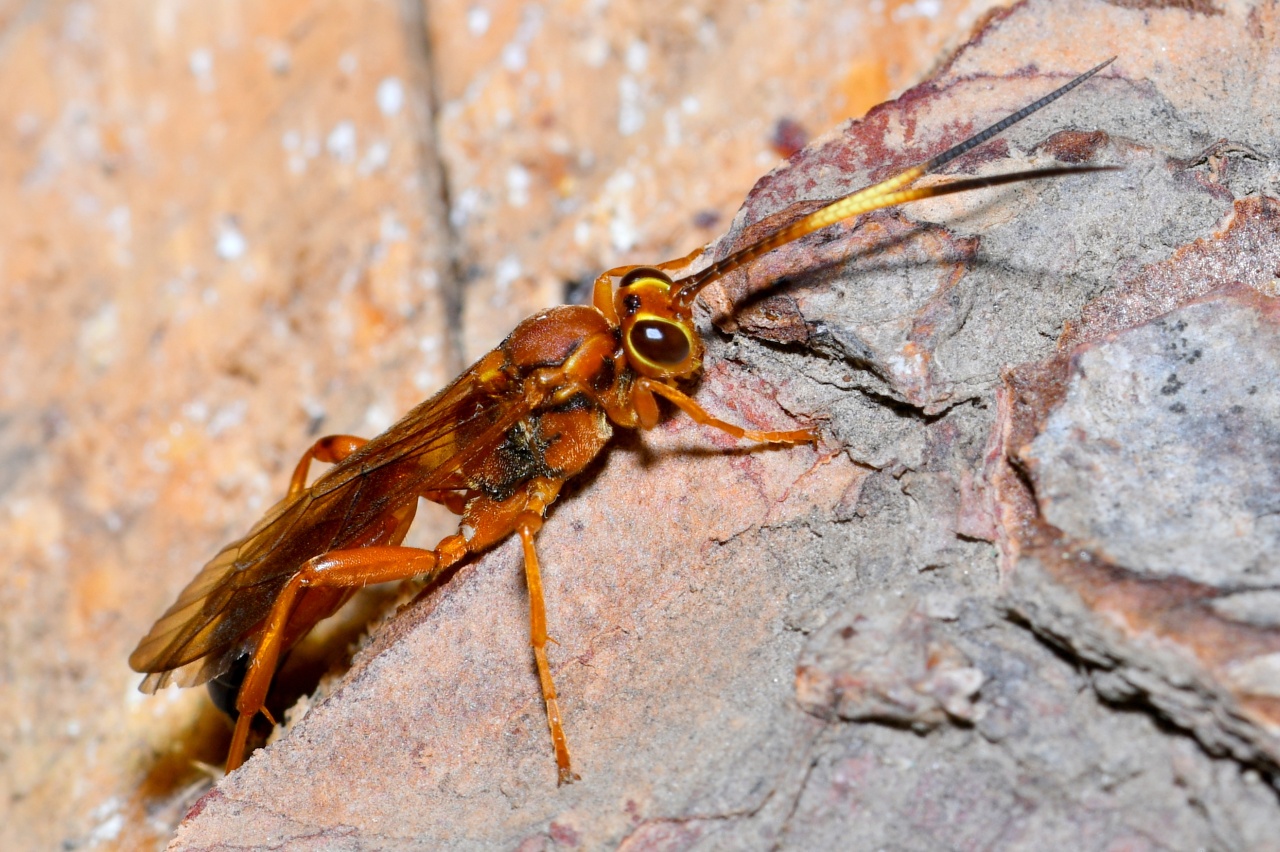 Lymantrichneumon disparis (Poda, 1761) (femelle)