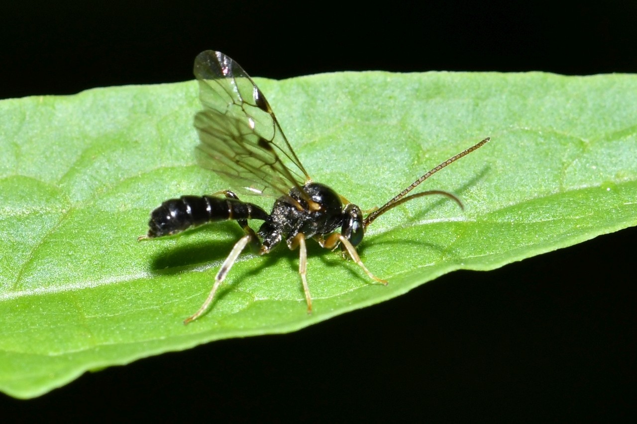 Otoblastus luteomarginatus (Gravenhorst, 1829)