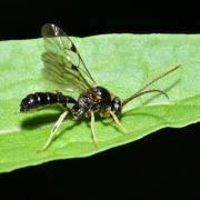 Otoblastus luteomarginatus (Gravenhorst, 1829)
