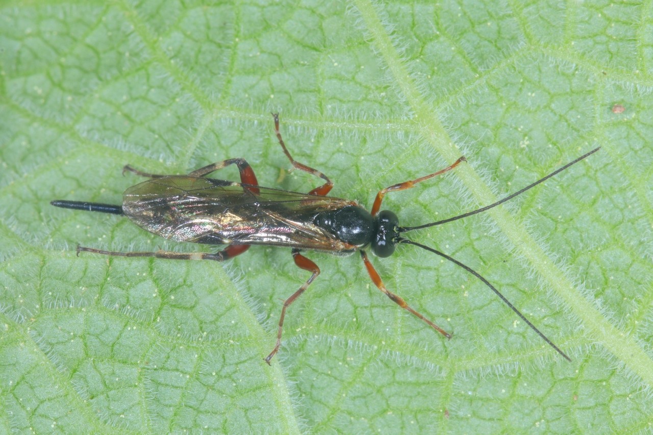 Pimpla turionellae (Linnaeus, 1758) (femelle)