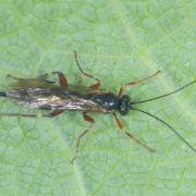 Pimpla turionellae (Linnaeus, 1758) (femelle)