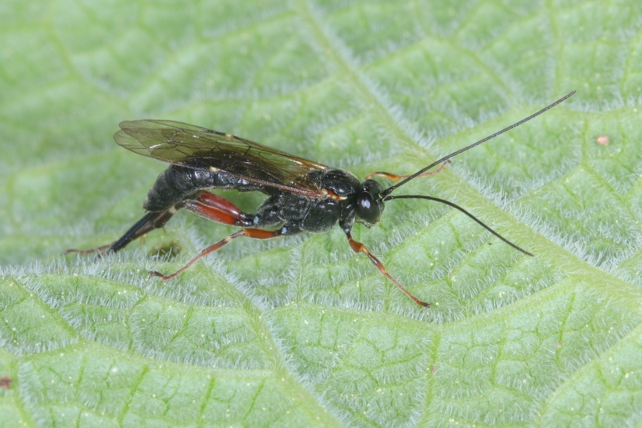 Pimpla turionellae (Linnaeus, 1758) (femelle)