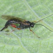 Pimpla turionellae (Linnaeus, 1758) (femelle)