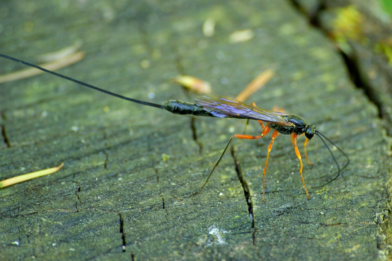 Pimplinae indéterminé (femelle)