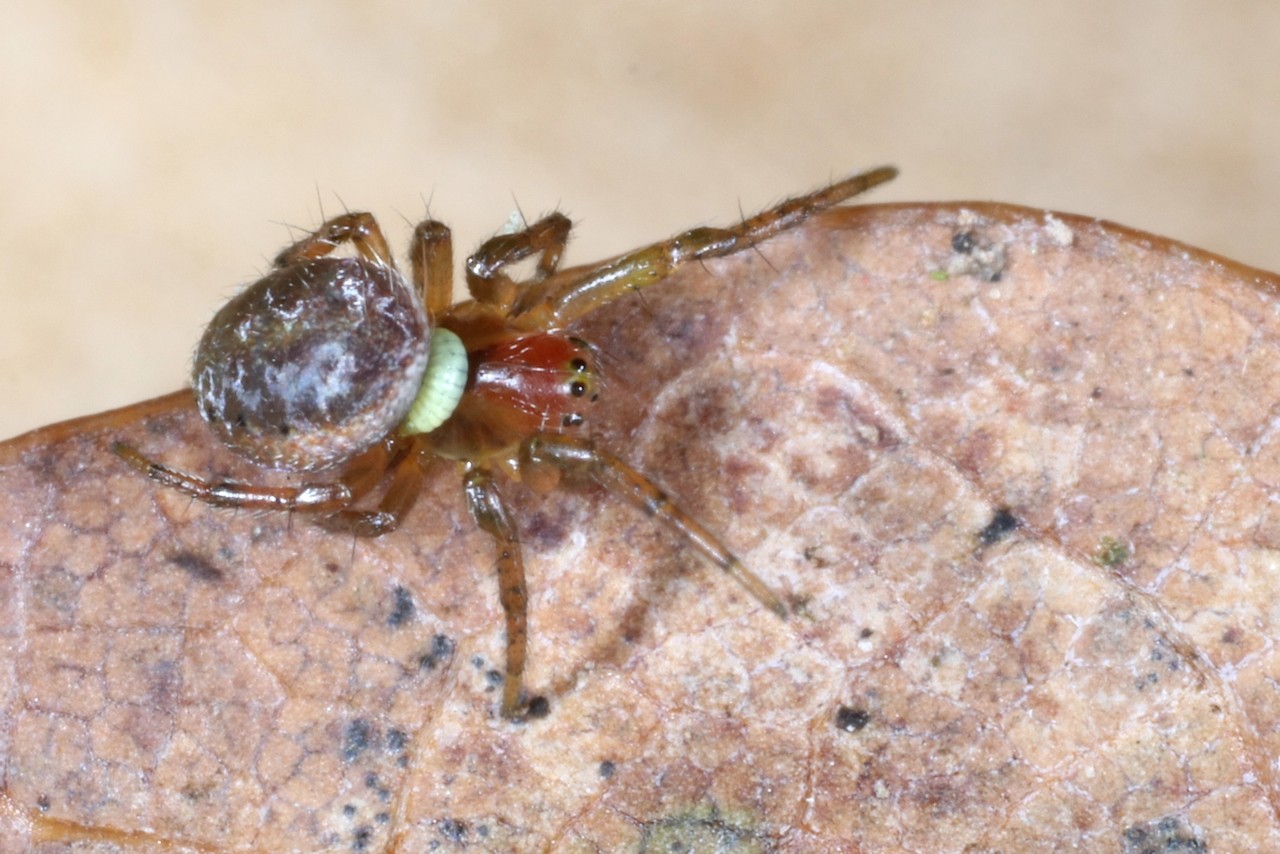 Polysphincta sp (larve sur Araniella sp)