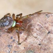 Polysphincta sp (larve sur Araniella sp)