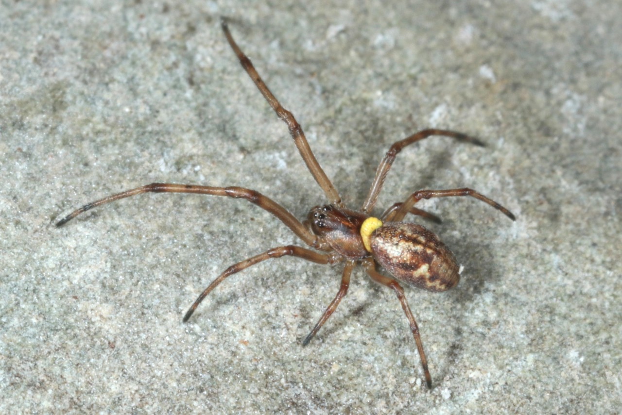 Polysphincta sp (larve  sur Tetragnatha sp)