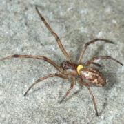 Polysphincta sp (larve  sur Tetragnatha sp)