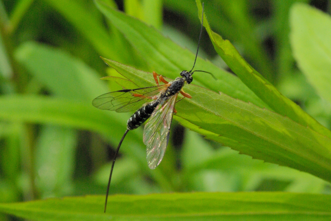 Rhyssa persuasoria (Linnaeus, 1758) - Rhysse persuasive (femelle)