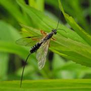 Rhyssa persuasoria (Linnaeus, 1758) - Rhysse persuasive (femelle)