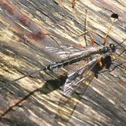 Rhyssella approximator (Fabricius, 1793) (femelle)