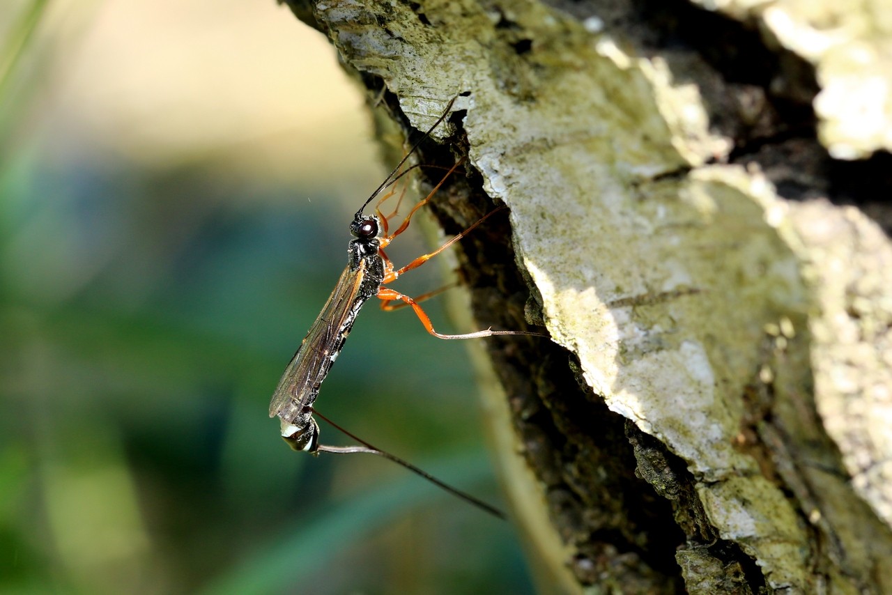 Rhyssella approximator (Fabricius, 1793) (femelle)