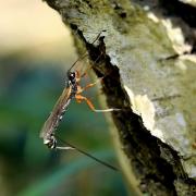 Rhyssella approximator (Fabricius, 1793) (femelle)