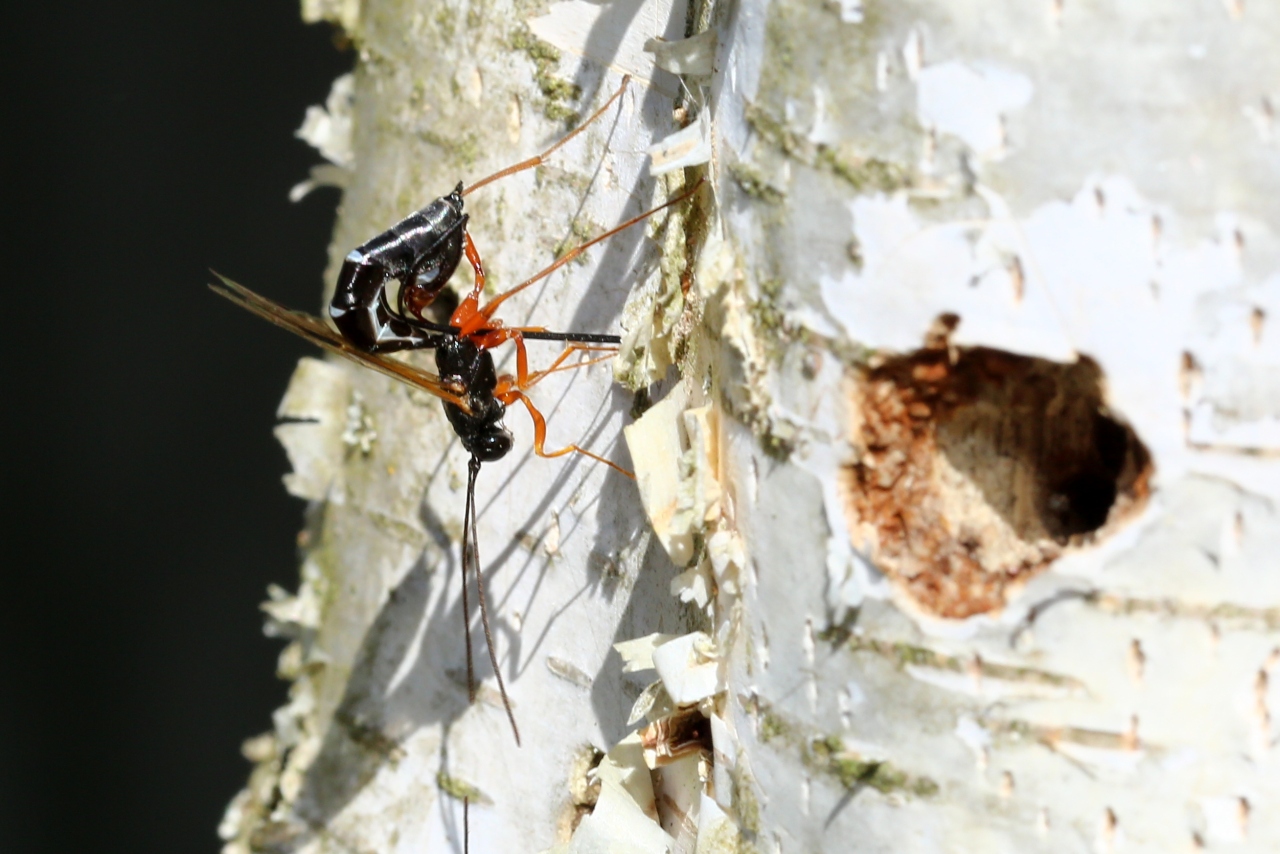 Rhyssella approximator (Fabricius, 1793) (femelle)