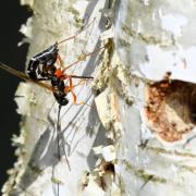 Rhyssella approximator (Fabricius, 1793) (femelle)