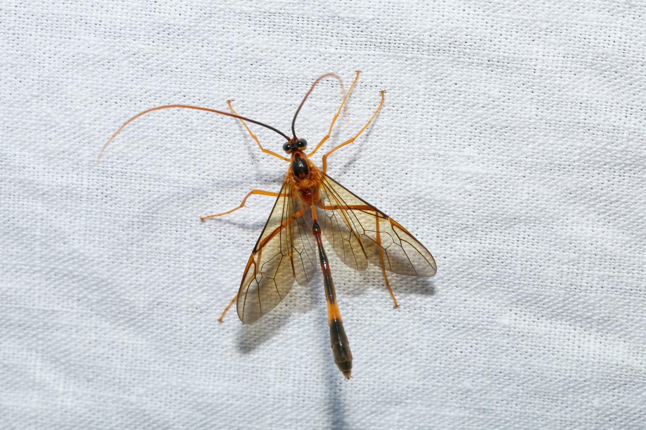 Stauropoctonus bombycivorus (Gravenhorst, 1829)