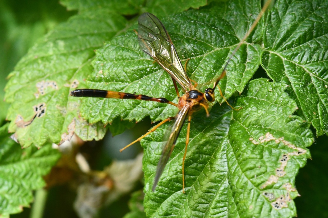 Stauropoctonus bombycivorus (Gravenhorst, 1829)