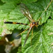 Stauropoctonus bombycivorus (Gravenhorst, 1829)