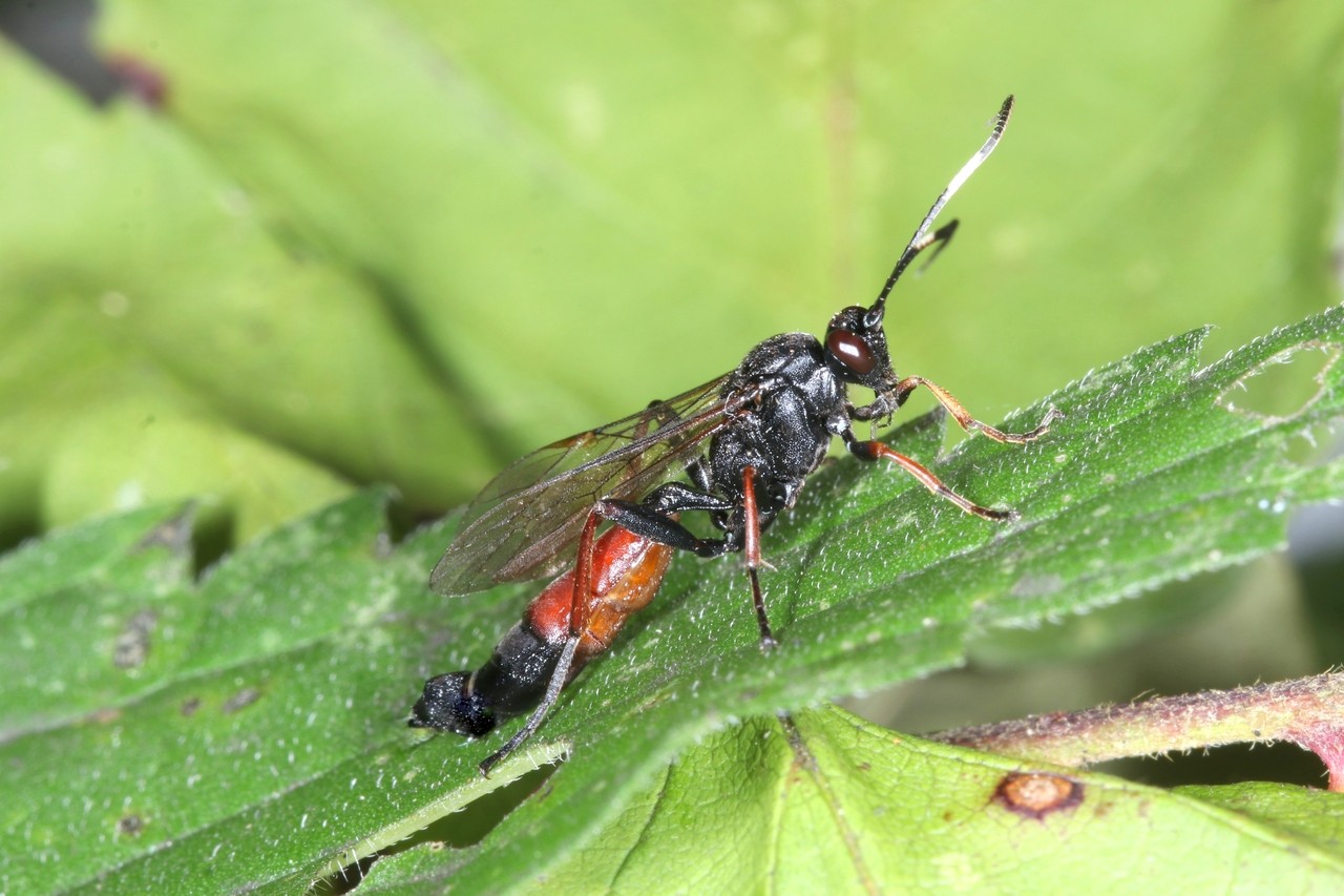 Stenichneumon culpator (Schrank, 1802) (femelle)