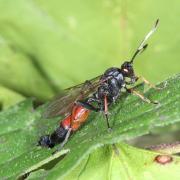 Stenichneumon culpator (Schrank, 1802) (femelle)