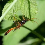 Therion circumflexum (Linnaeus, 1758) (femelle)