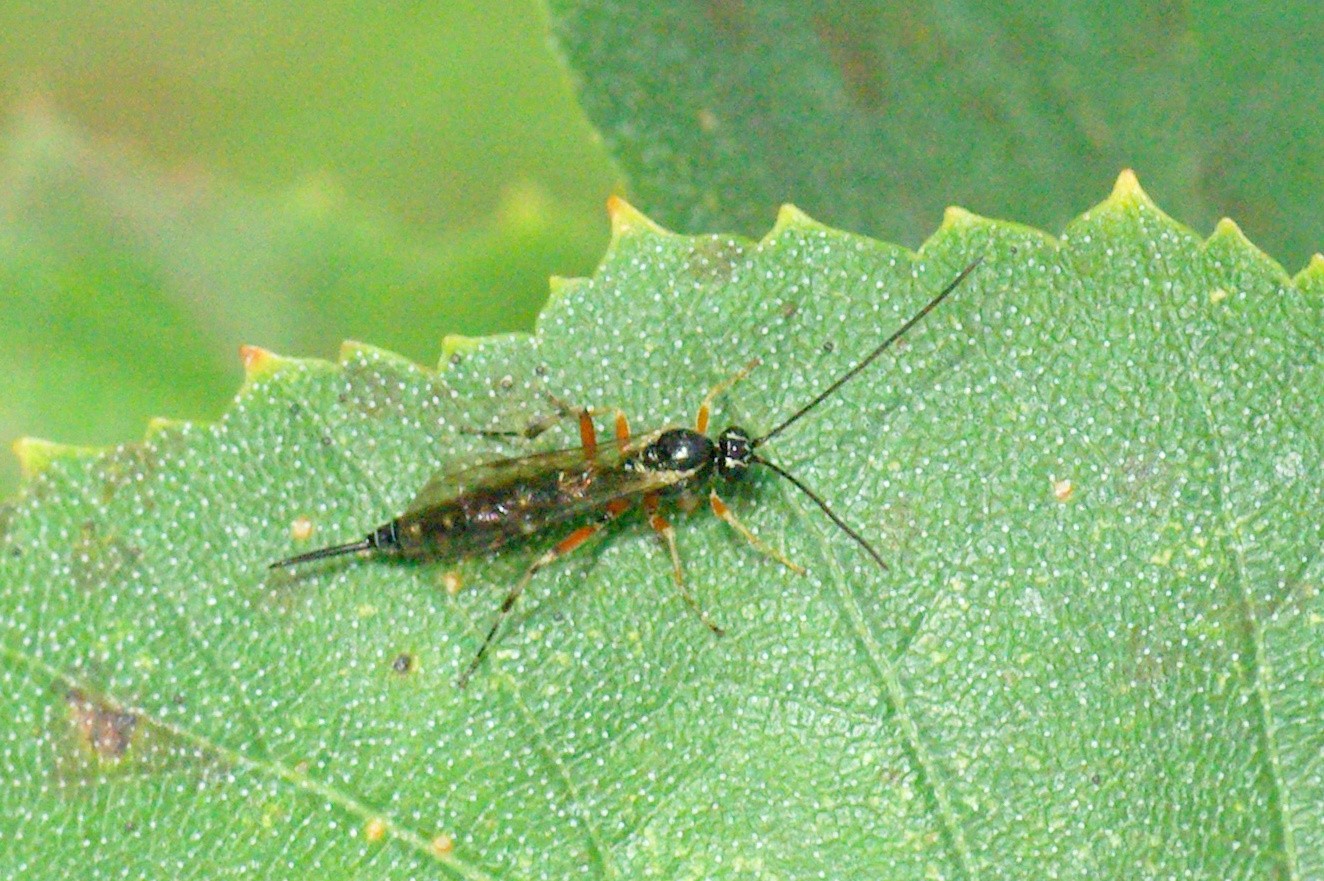 Tromatobia ovivora (Boheman, 1821) (femelle)