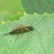 Tromatobia ovivora (Boheman, 1821) (femelle)