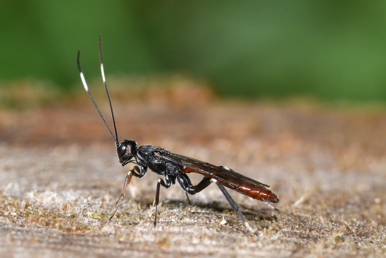 Xorides filiformis (Gravenhorst, 1829) (mâle)