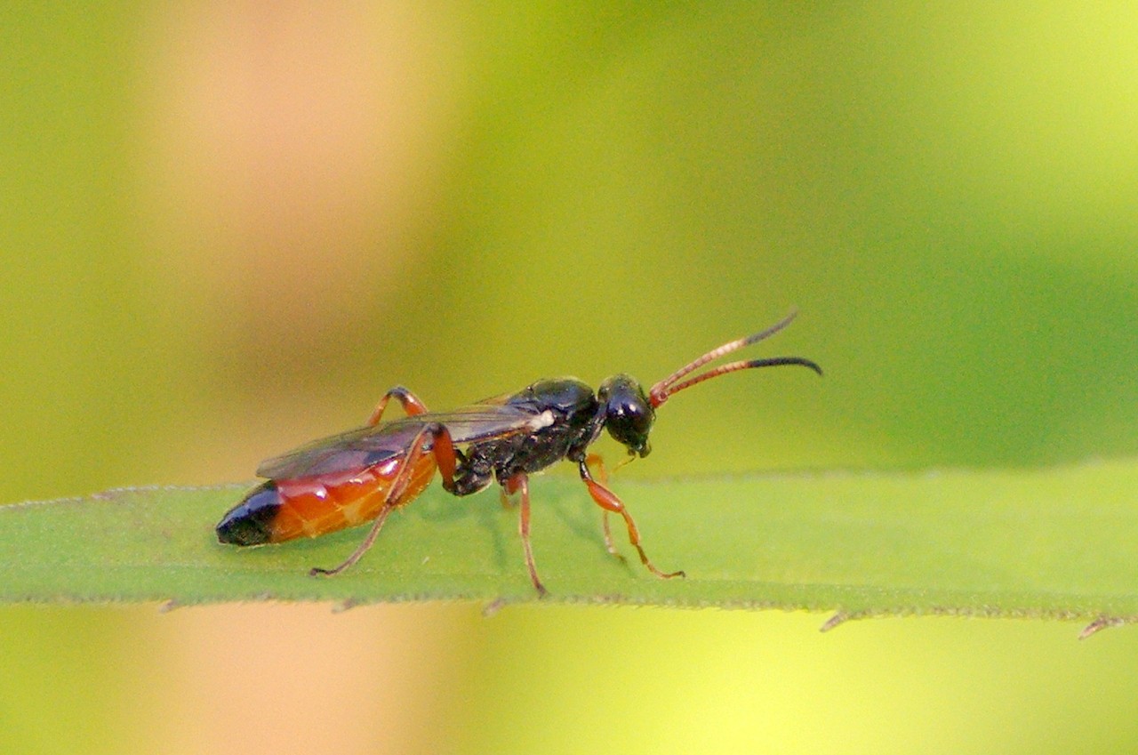 Colpognathus celerator (Gravenhorst, 1807)