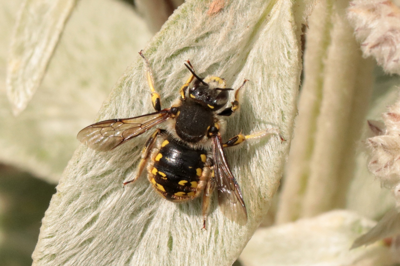 Anthidium manicatum (Linnaeus, 1758) - Abeille cotonnière (mâle)