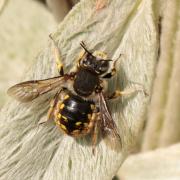 Anthidium manicatum (Linnaeus, 1758) - Abeille cotonnière (mâle)