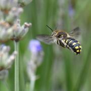 Anthidium septemspinosum Lepeletier, 1841 (mâle)